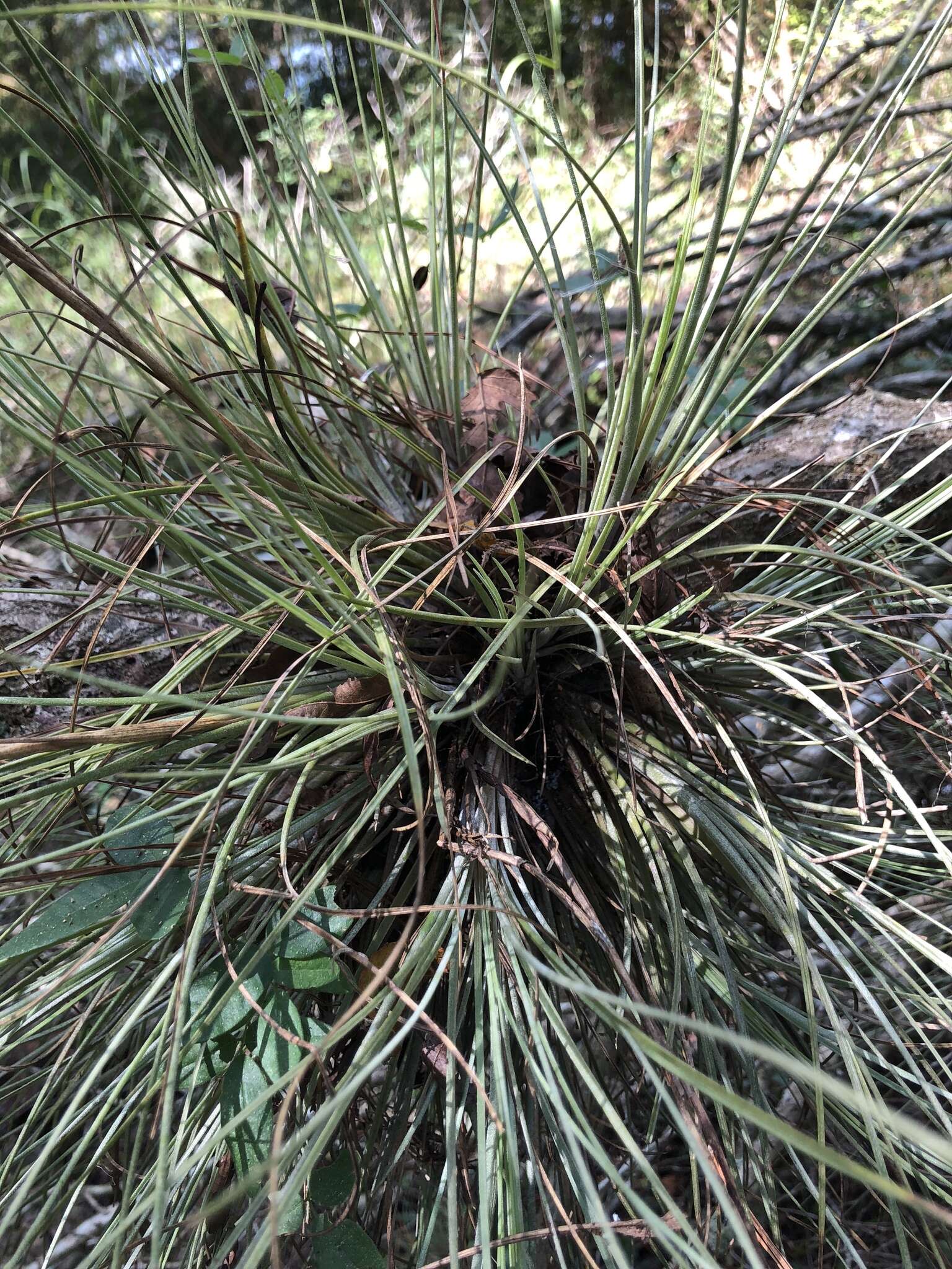 Image of Bartram's airplant