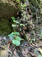 Image of Heuchera longipetala var. orizabensis (Hemsl.) R. A. Folk