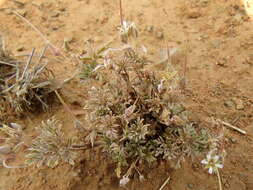 Image of Pelargonium nanum L'Her. ex DC.