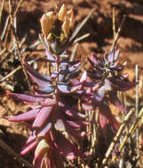 Image de Reaumuria turkestanica Gorschkowa