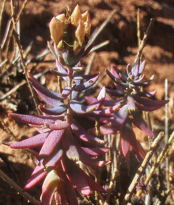 Image de Reaumuria turkestanica Gorschkowa