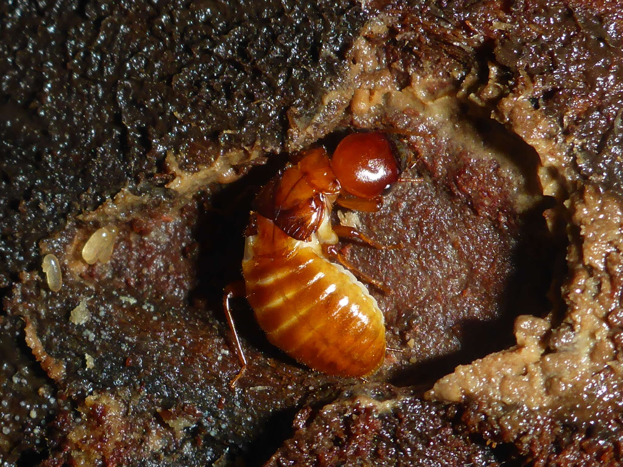 Image of Pacific Dampwood Termite