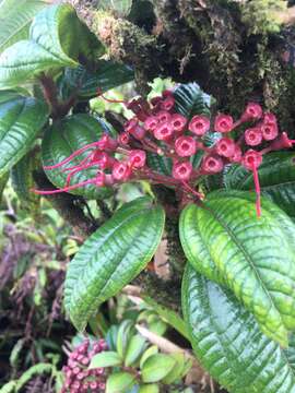 Слика од Charianthus purpureus D. Don