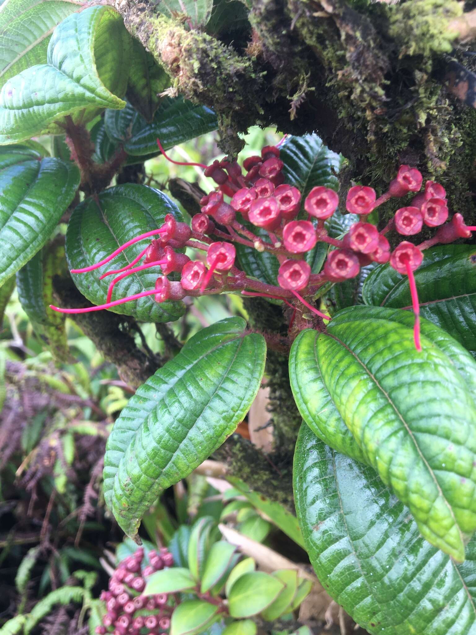 Image de Charianthus purpureus D. Don