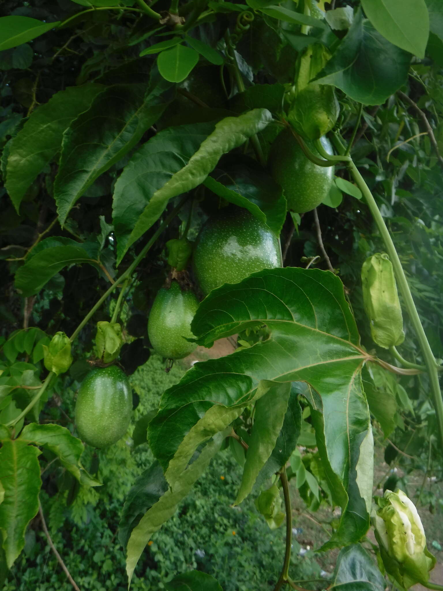 Слика од Passiflora edulis flavicarpa Deg.