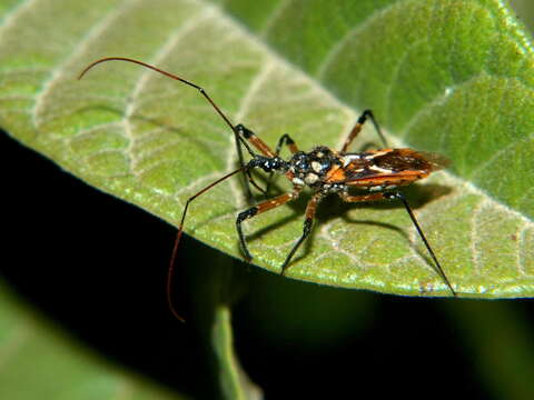 Cosmolestes pictus (Klug 1830) resmi