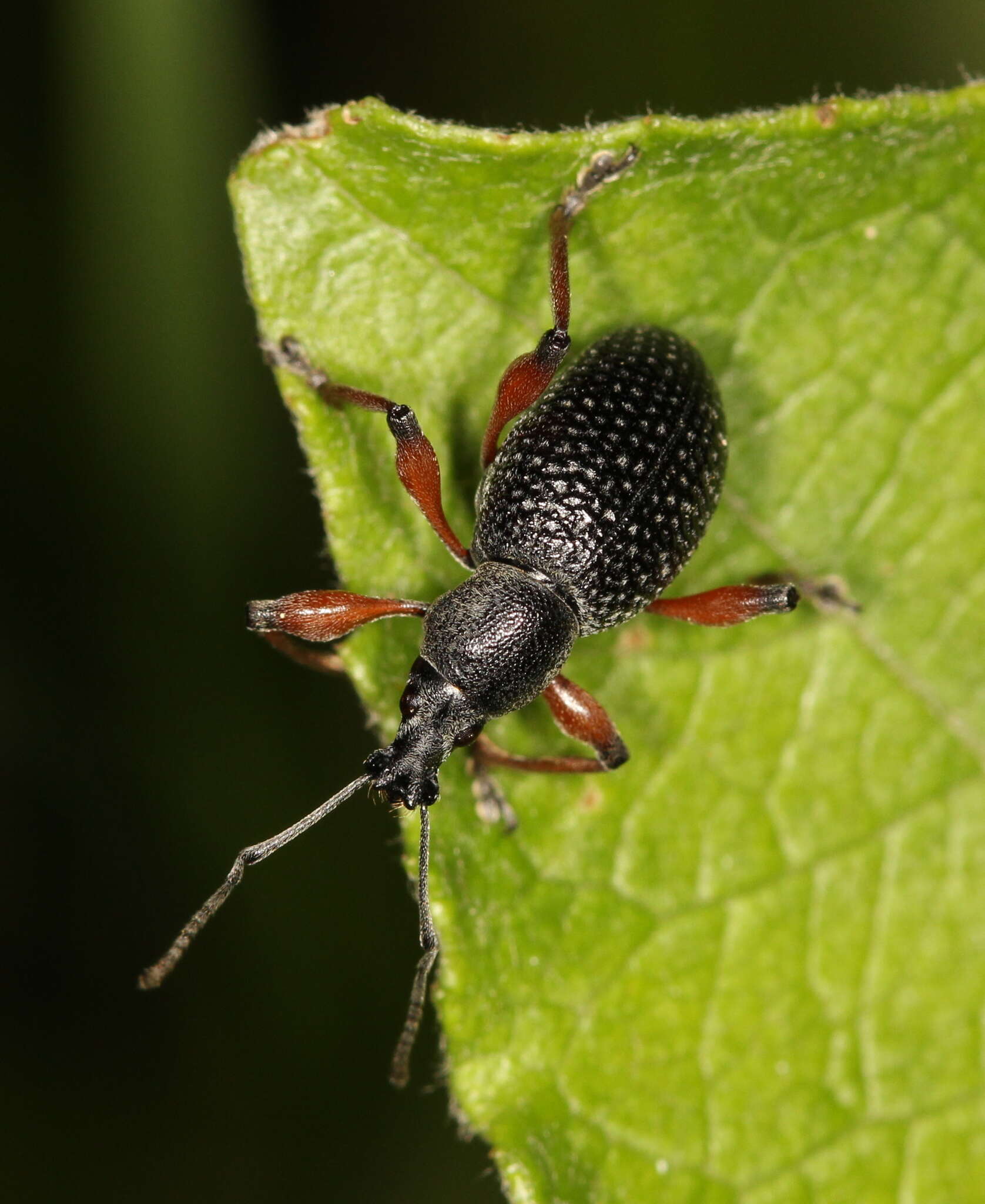 Imagem de Otiorhynchus (Otiorhynchus) coecus Germar 1824