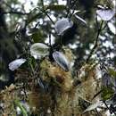 Phoradendron berteroanum (DC.) Griseb. resmi