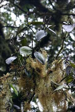 Image of Bertero's mistletoe