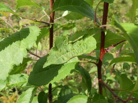 Image of Apple leaf midge