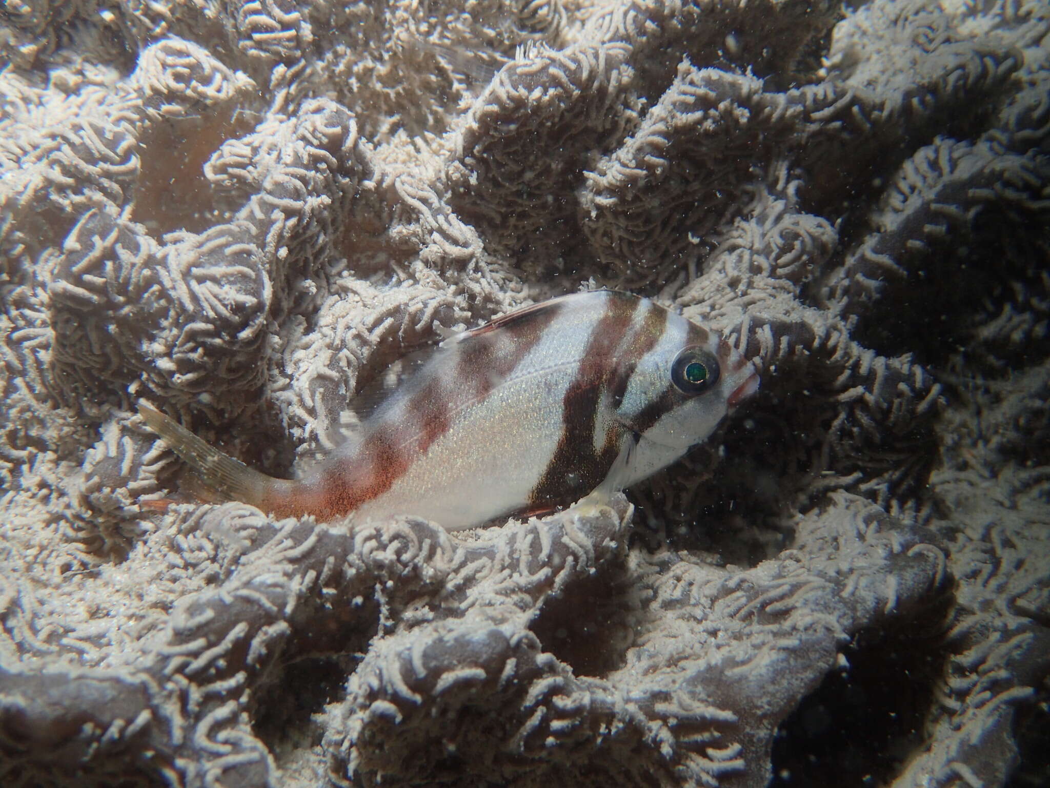 Image of Crested morwong