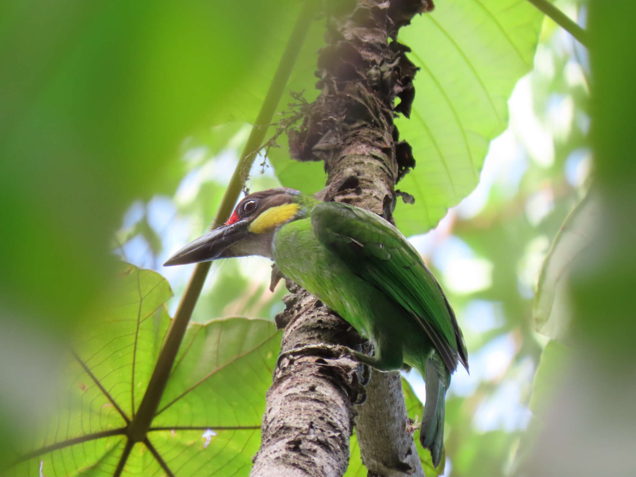 Image of Gold-whiskered Barbet