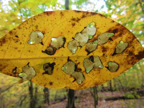 Image of Tupelo Leafminer