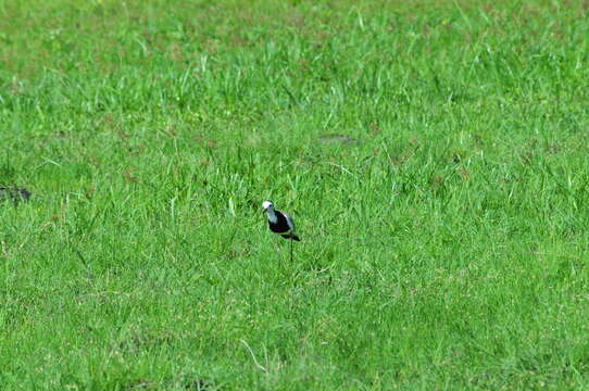 Image of Long-toed Lapwing