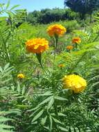 Imagem de Tagetes erecta L.