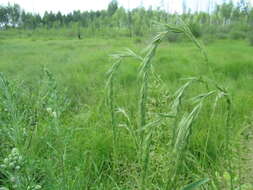 Image of Siberian Wild Rye