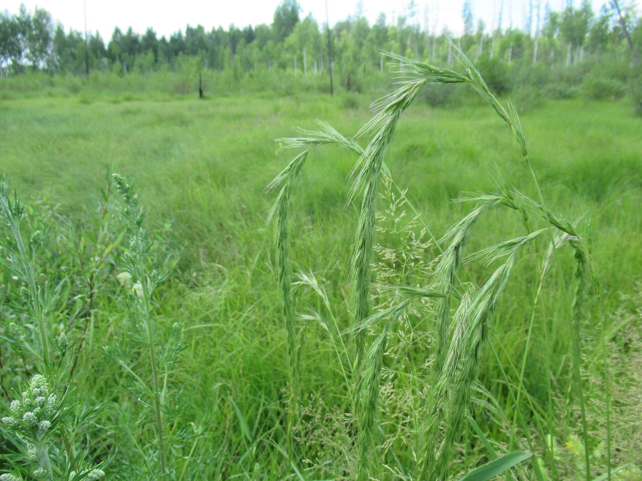 Image of Siberian Wild Rye