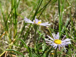 Image of early bluetop fleabane