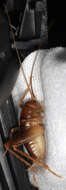 Image of Ceuthophilus (Hemiudeopsylla) californianus Scudder & S. H. 1862