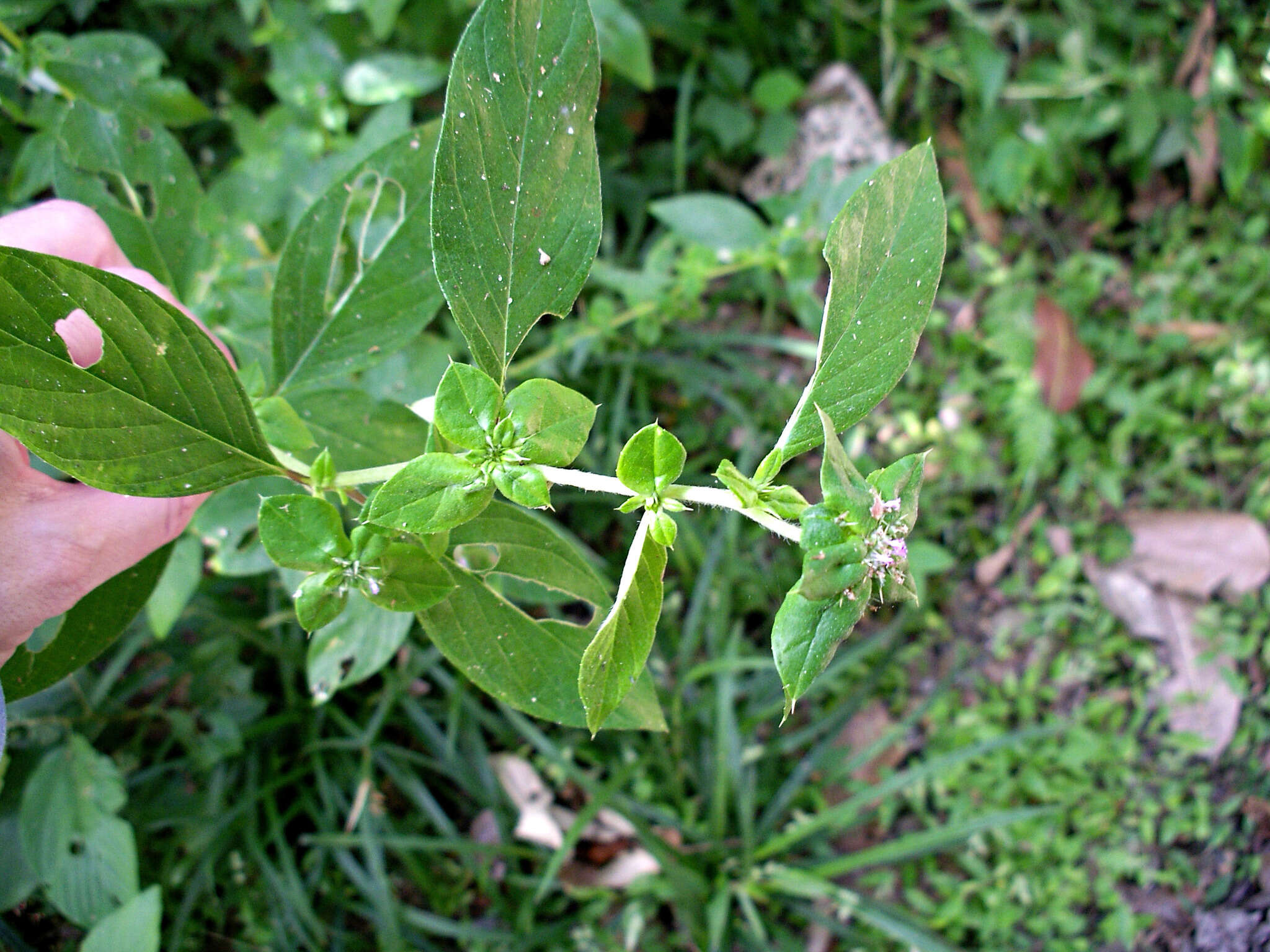 Plancia ëd Spiracantha cornifolia Kunth