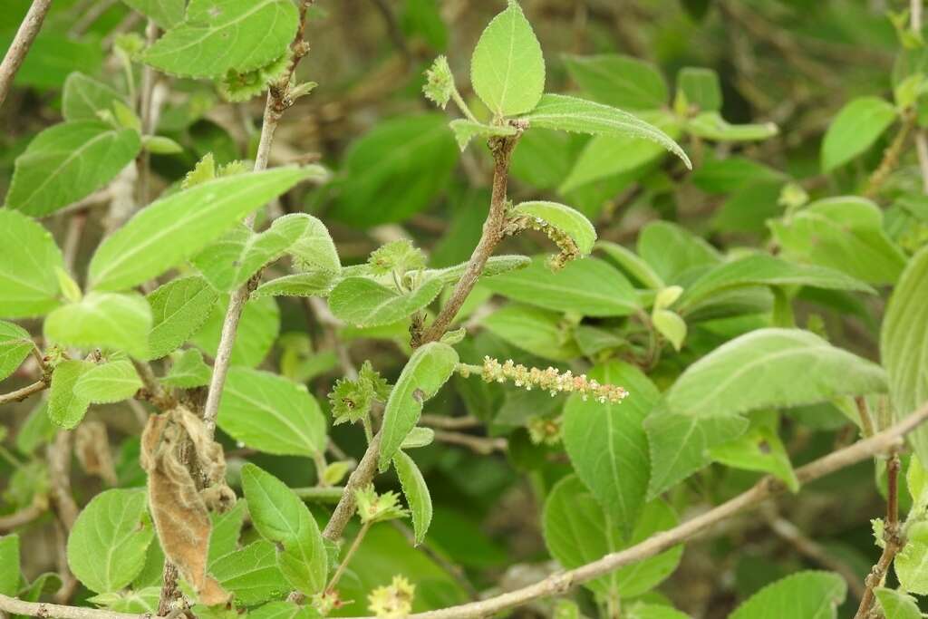 Imagem de Acalypha leptopoda Müll. Arg.