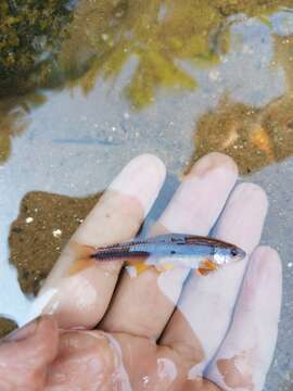 Image of Greenhead shiner