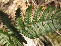 Image de Dryopteris setosa (Thunb. ex Murr.) Akasawa