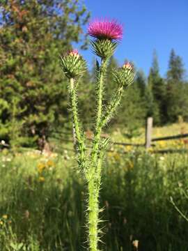 صورة Carduus acanthoides subsp. acanthoides