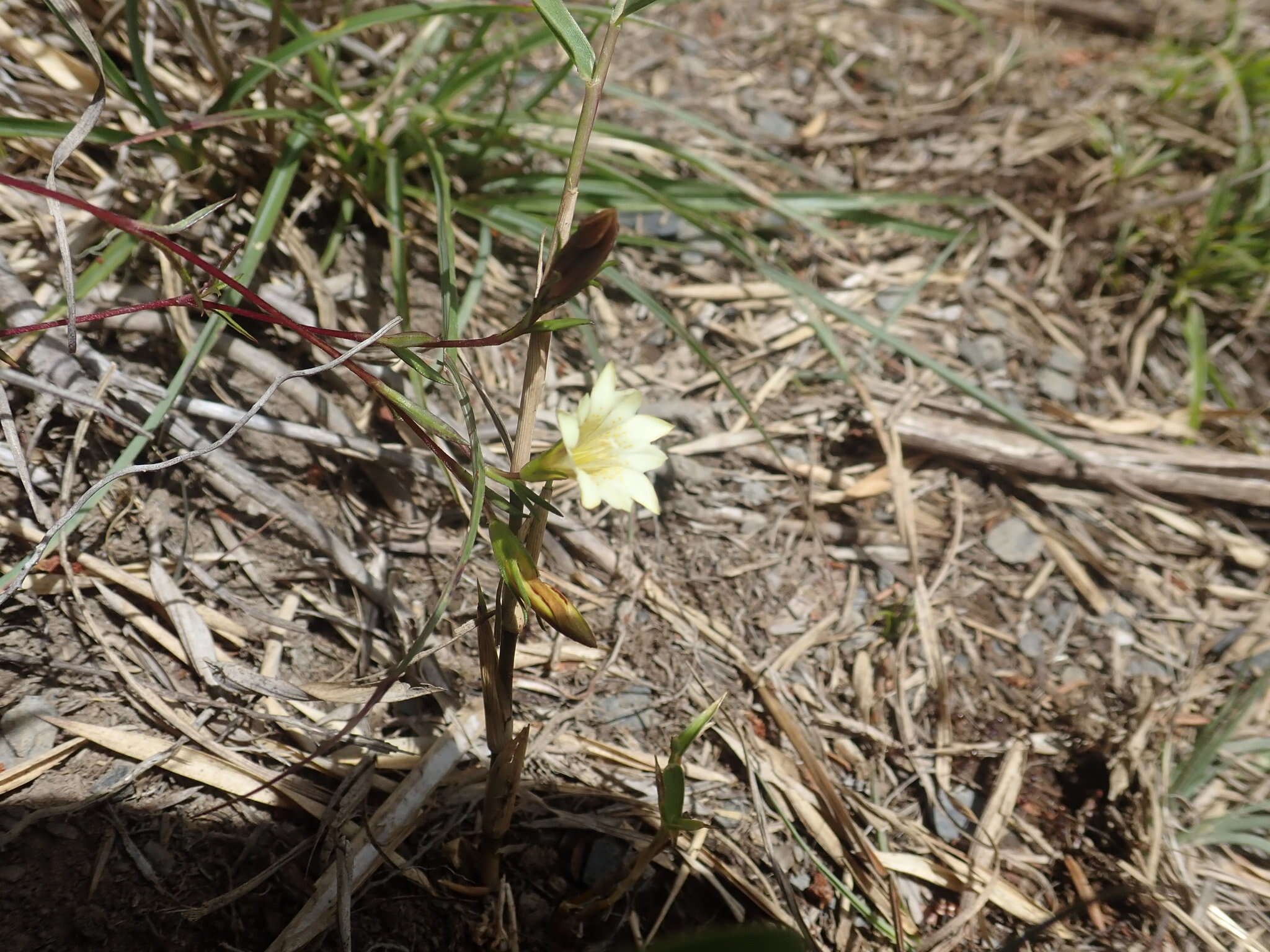 Image of Gentiana itzershanensis T. S. Liu & C. C. Kuo