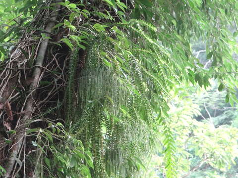 Image of tassel fern