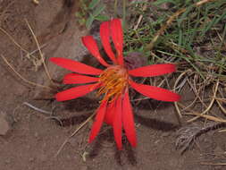 Image of Mutisia subulata rosmarinifolia (P. & E.) Cabrera