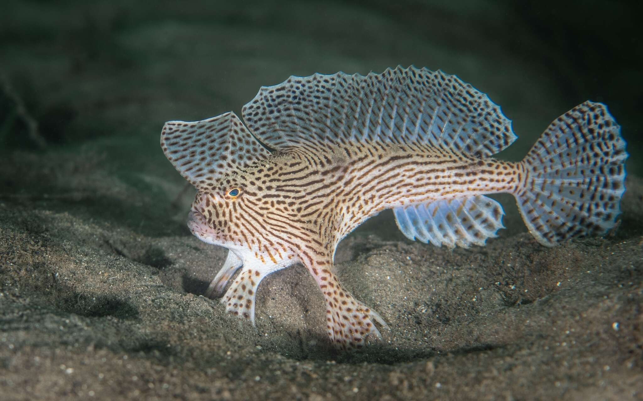 Image of Spotted Handfish