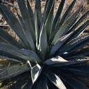 Image de Agave yavapaiensis W. C. Hodgs. & Salywon