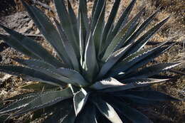 Слика од Agave yavapaiensis W. C. Hodgs. & Salywon