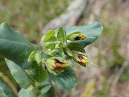 Image of Cerinthe minor subsp. auriculata (Ten.) Domac