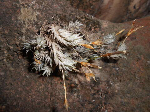 Image of Tillandsia aizoides Mez