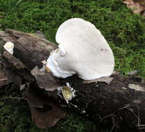 Image of White Cheese Polypore