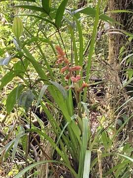 Image of Guzmania plicatifolia L. B. Sm.