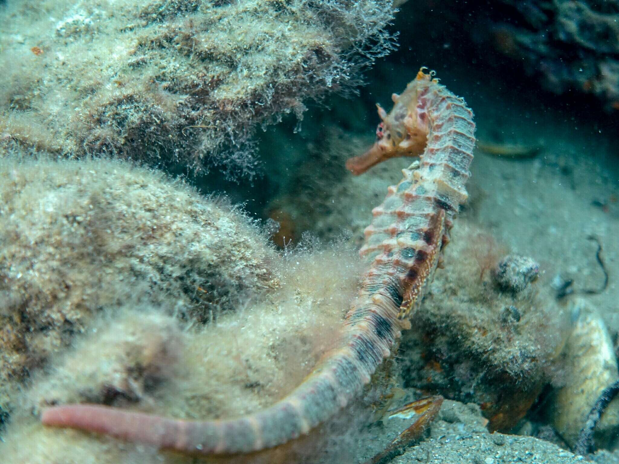 Image of Big-belly Seahorse