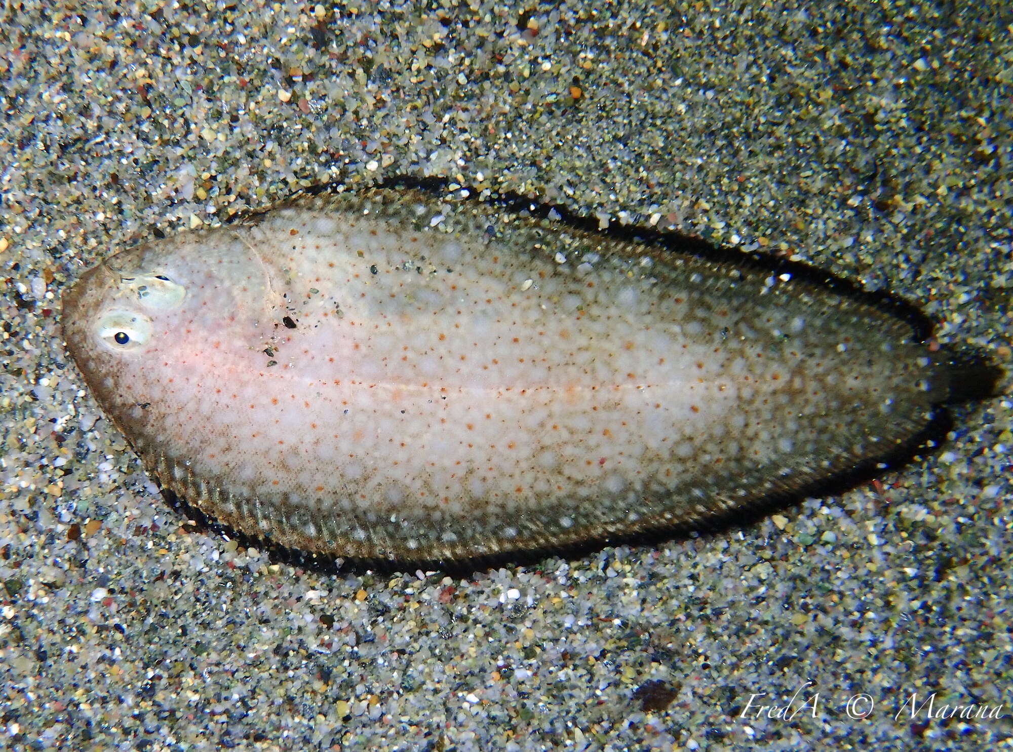 Image of Synapturichthys