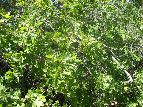 Image de Quercus gambelii Nutt.