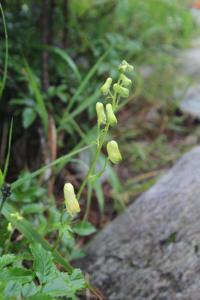 Imagem de Aconitum umbrosum (Korsh.) Kom.