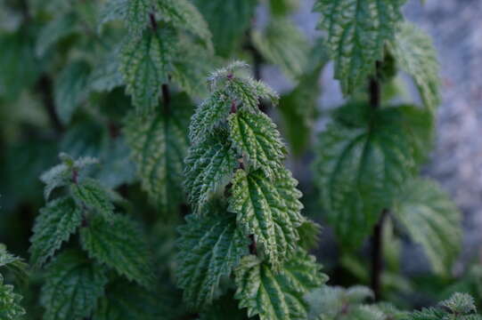 Image of Urtica hyperborea Jacq. ex Wedd.