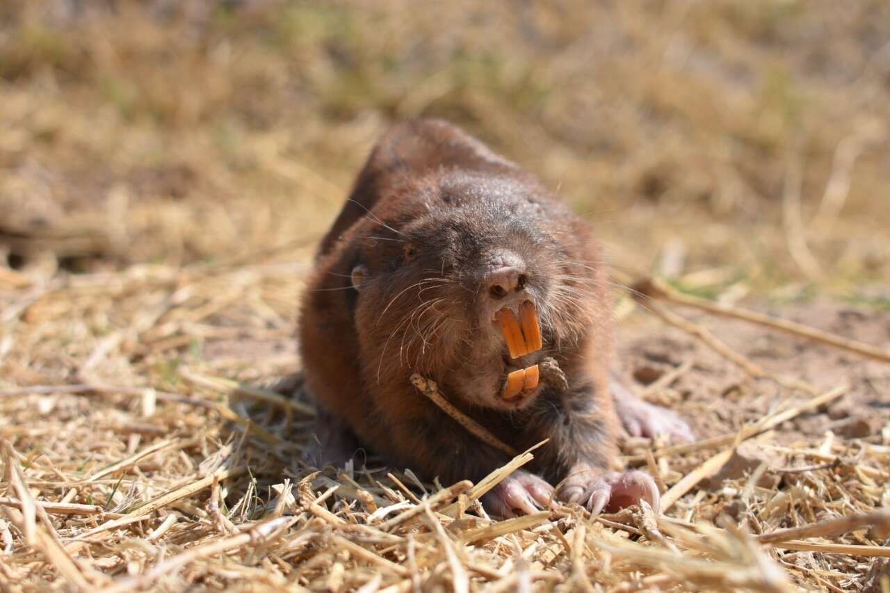 Image of pocket gopher