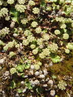 Marchantia berteroana Lehm. & Lindenb. resmi