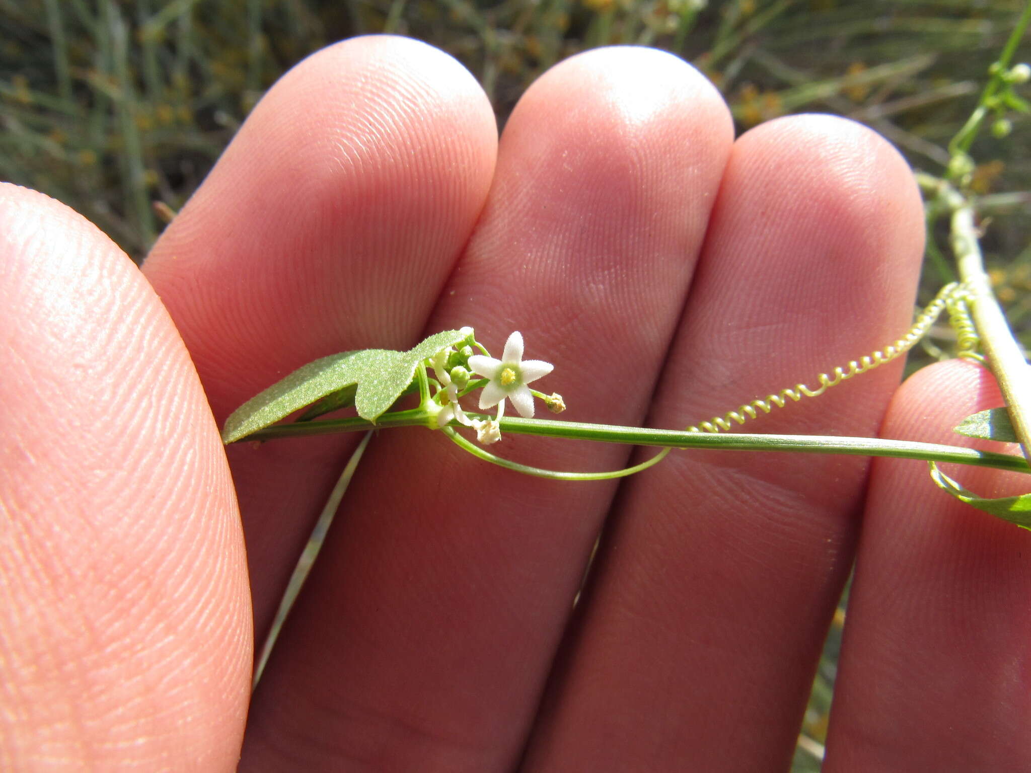 صورة Echinopepon bigelovii (S. Wats.) S. Wats.