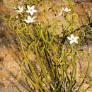 Image of Orianthera tortuosa (D. A. Herb.) C. S. P. Foster & B. J. Conn