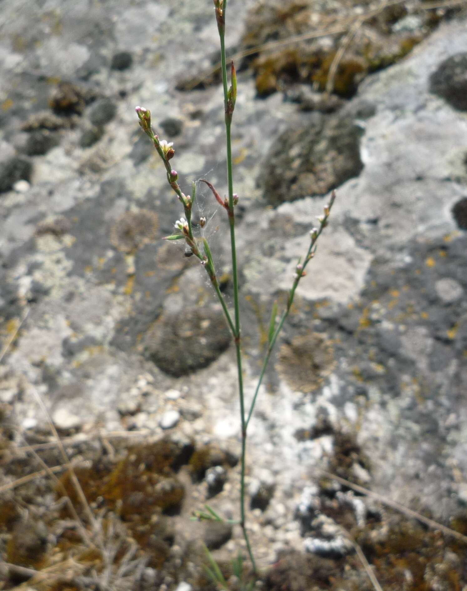 Слика од Polygonum patulum subsp. patulum