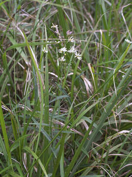 Imagem de Aster rugulosus Maxim.