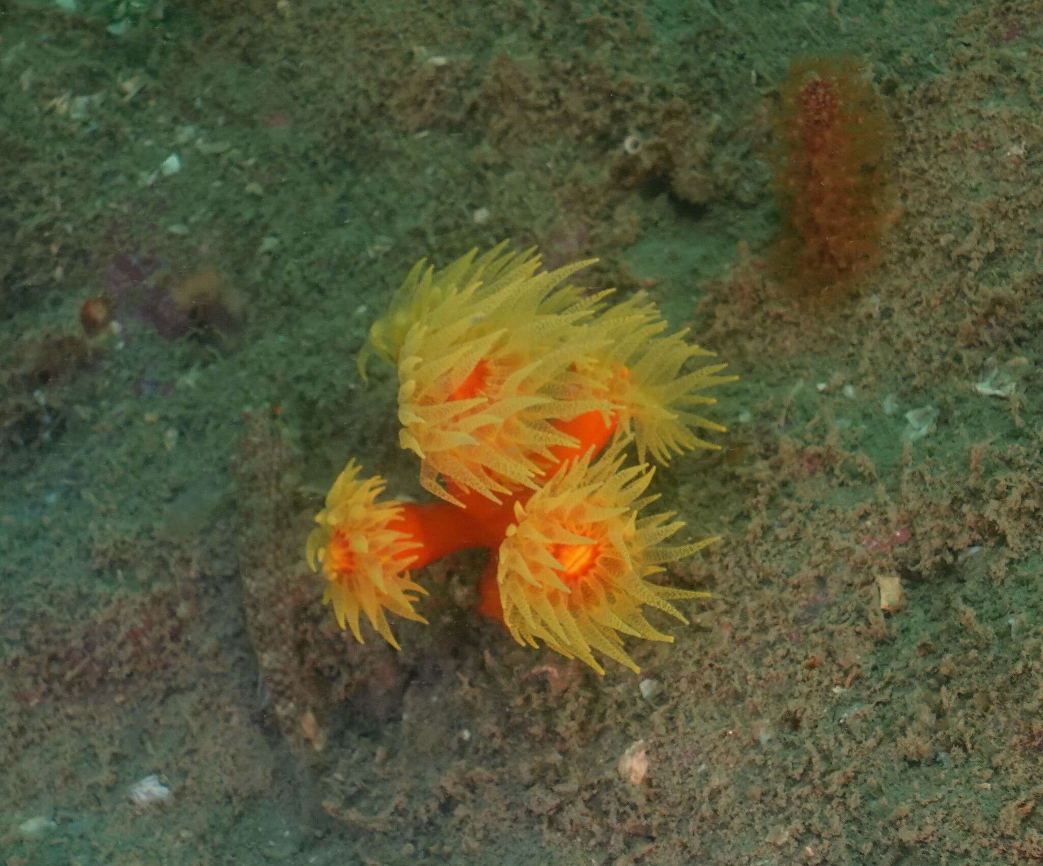 Image of tree coral